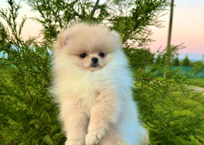 Teddy face pomeranian